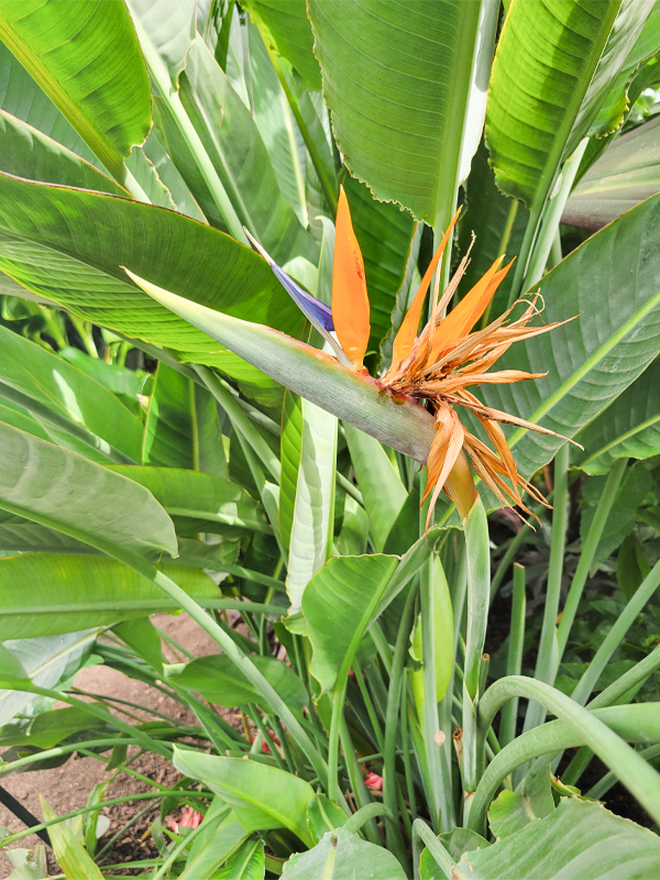 Bird of Paradise (Strelitzia reginae)