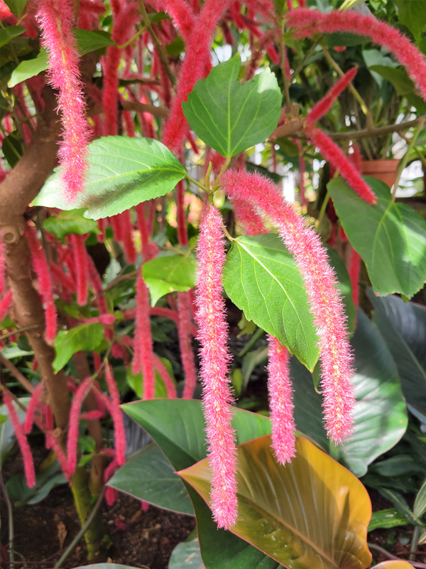 Chenille Plant (Acalypha hispida)