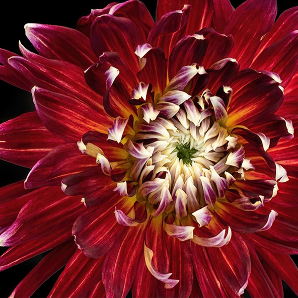 Garden Photographic Society