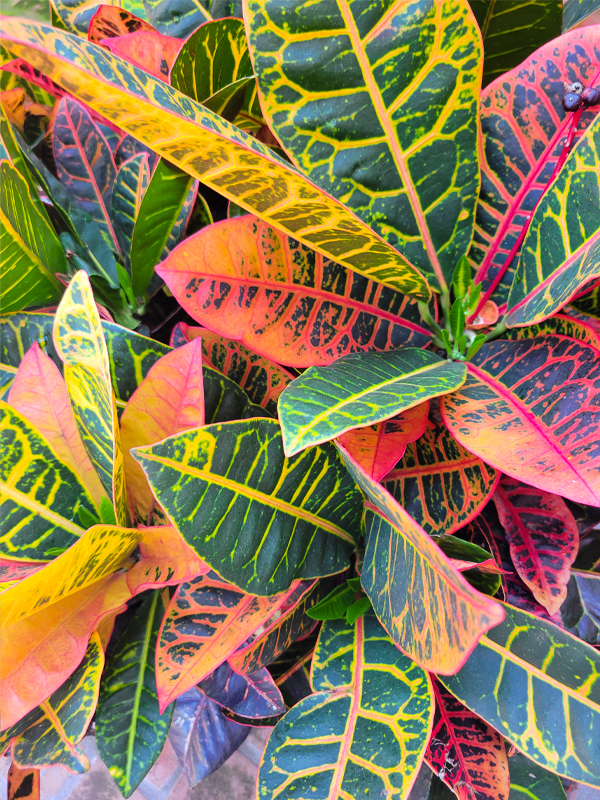 Croton (Codiaeum variegatum)