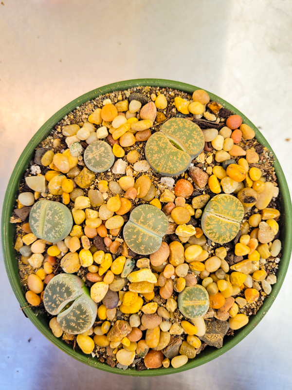 Living Stone (Lithops)