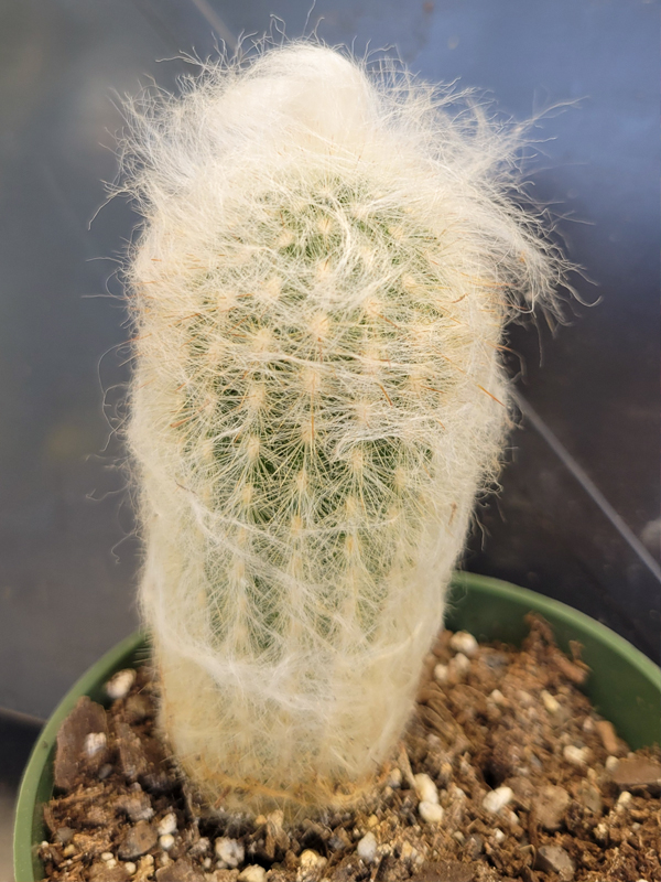 Old Man Cactus (Cephalocereus senilis)