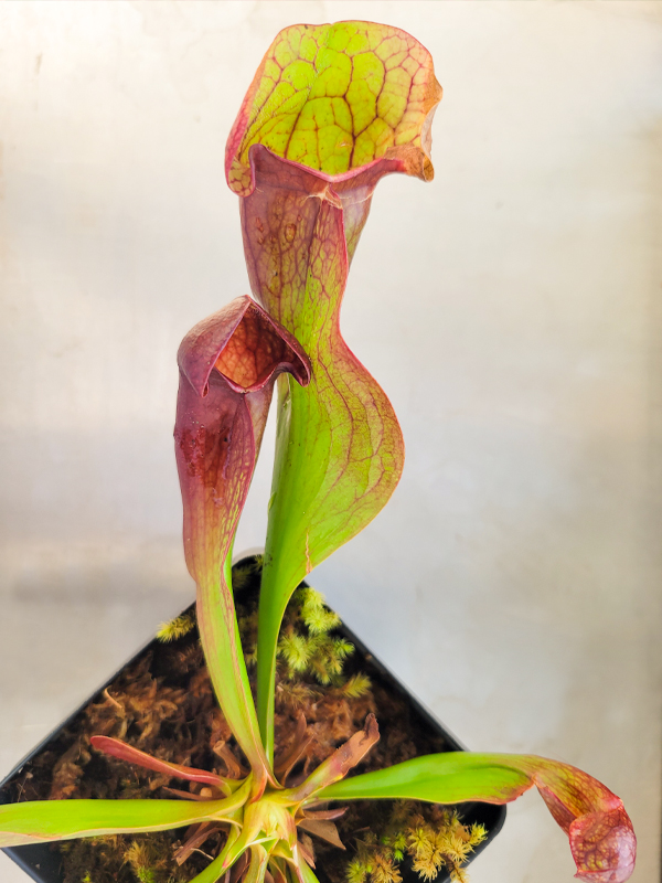 Pitcher Plant (Sarracenia)