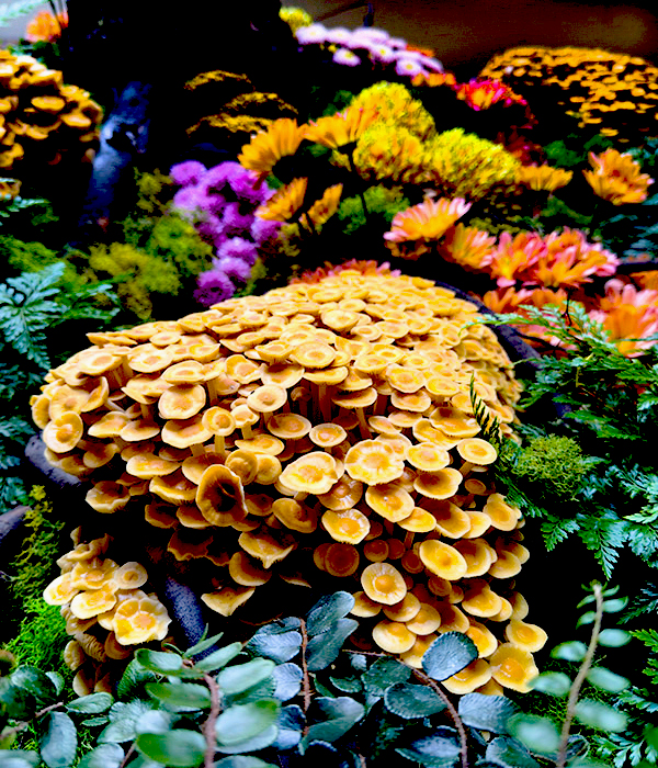 Deaccessioned: Unknown root flare, Chestnut mushrooms, Mums – fresh cuts