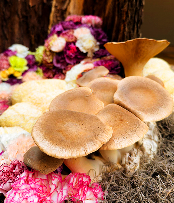 Outer Layers: Conifer bark, Lion’s mane mushrooms, King trumpet mushrooms, Carnations – fresh cuts