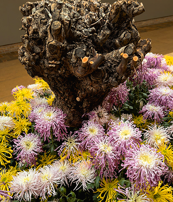 The Final Cut Coppiced willow stool Disbud spider mums