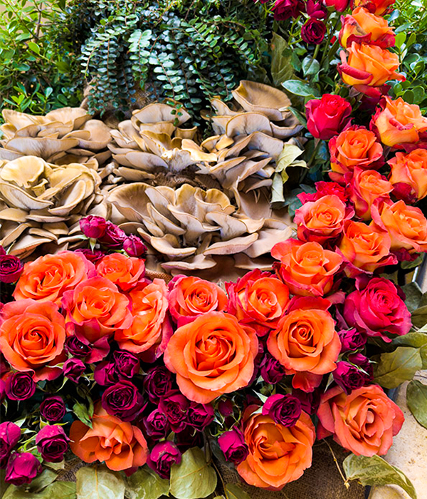 Injury: Unknown soft snag, blue oyster mushrooms, roses – fresh cuts