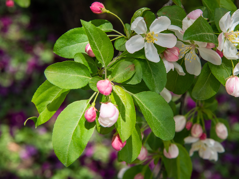 crabapple