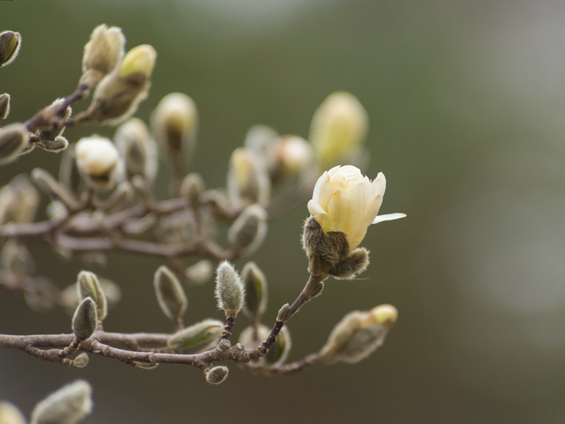 magnolia bud