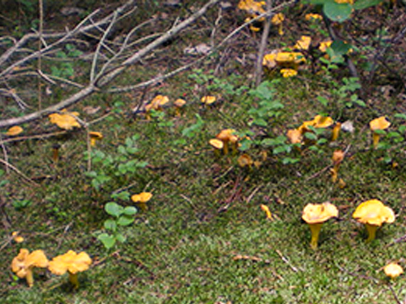 cantharellus-cibariu-group