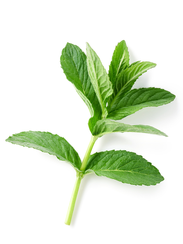mint