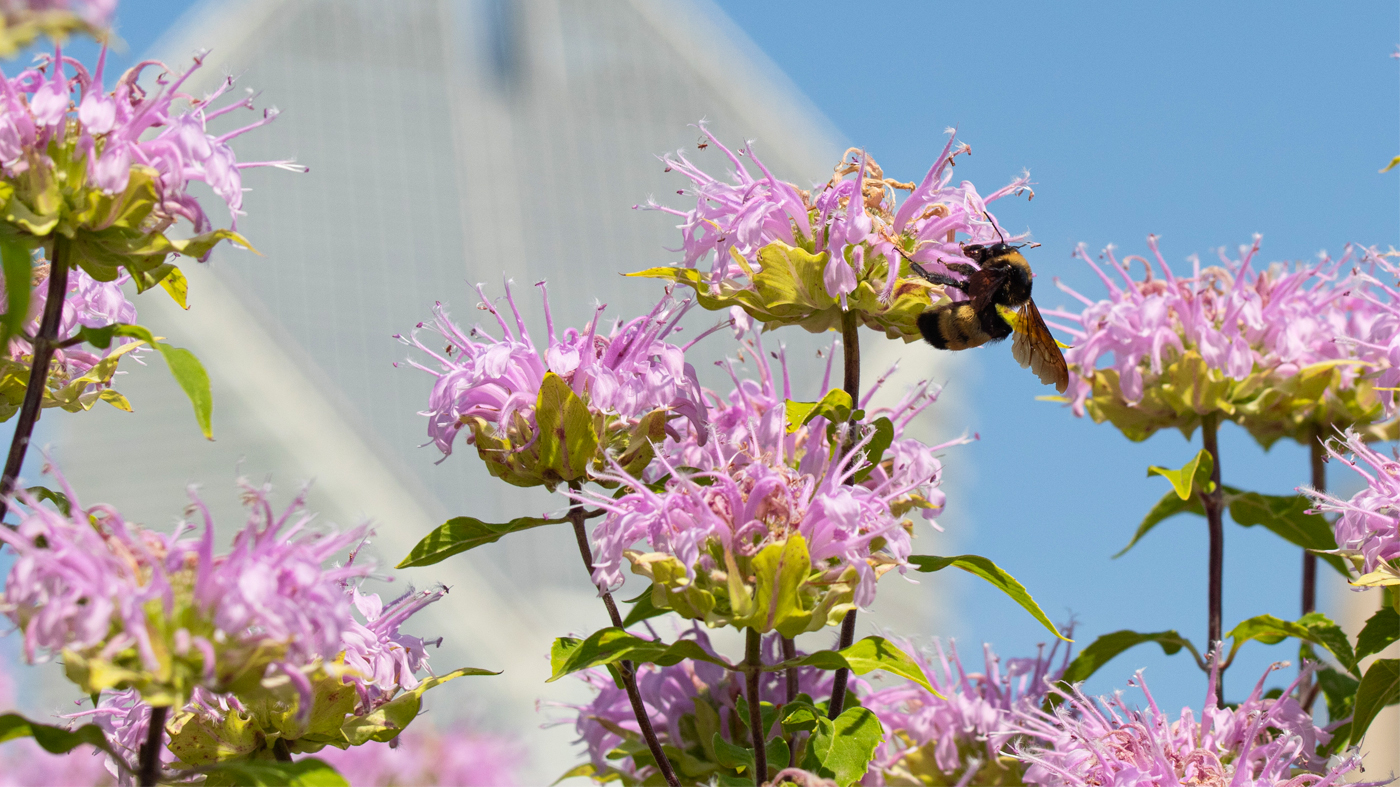 A bumblebee on a monarda flower with a tall building blurred in the background