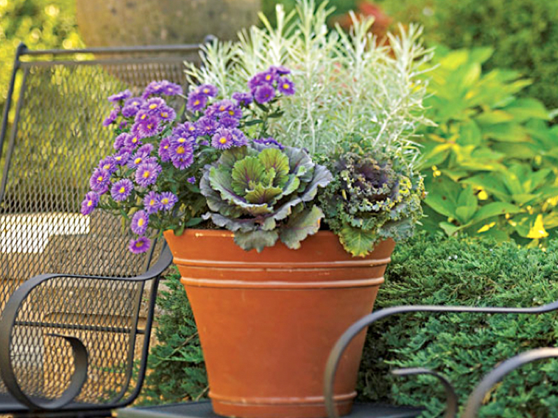 A fall container garden planted with cabbages, asters