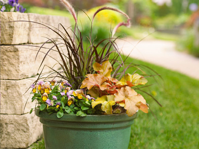 A fall container with grass, pansies, and heuchera