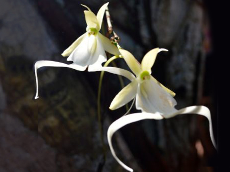 ghost orchid