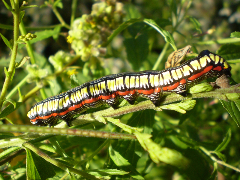 brown hooded owlet caterpillar (Cucullia convexipennis) 