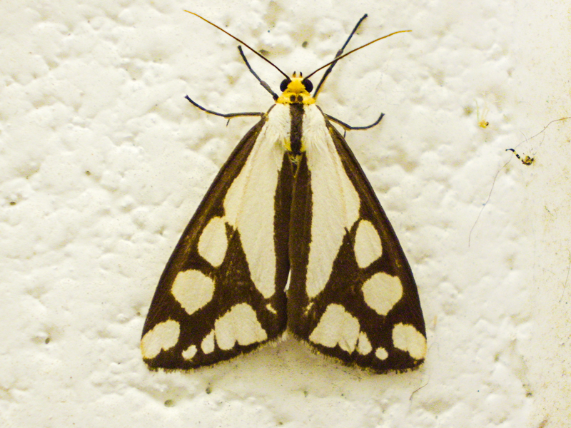 Colona-Moth-Haploa-colona