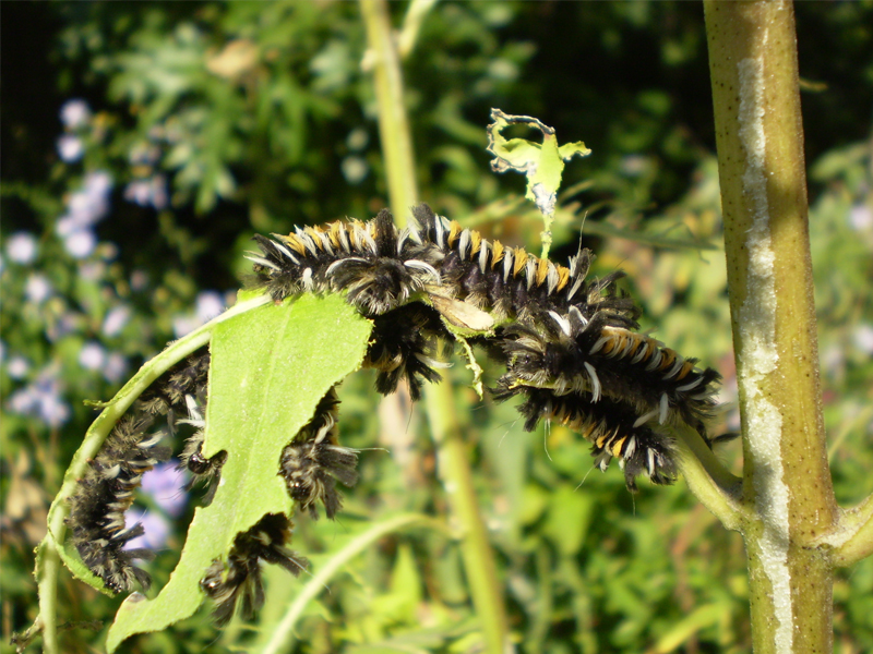 Euchaetes egle caterpillars