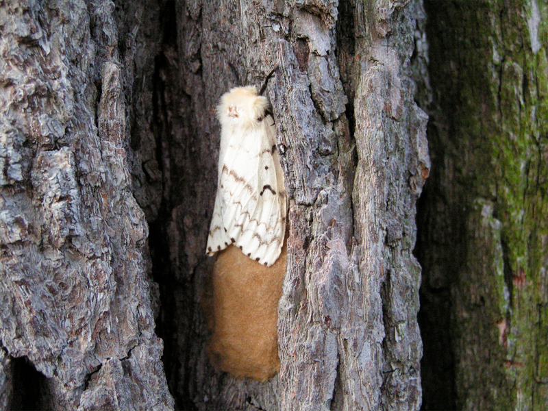 Female moth (Lymantria dispar)