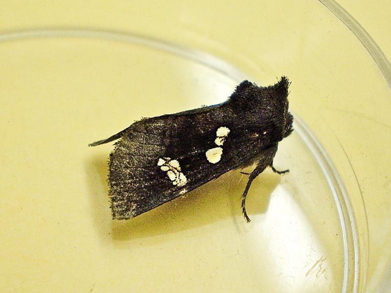 Ironweed-borer-Papaepema-cerussata