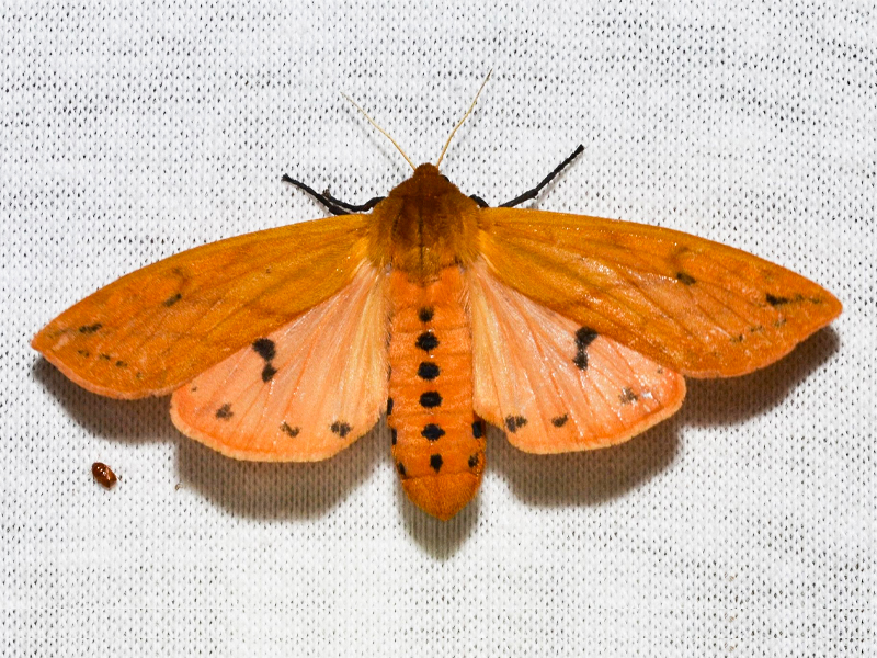 The Isabella tiger moth retains its orange-and-black caterpillar coloring. Photo by Andy Reago & Chrissy McClarren via Wikimedia Commons