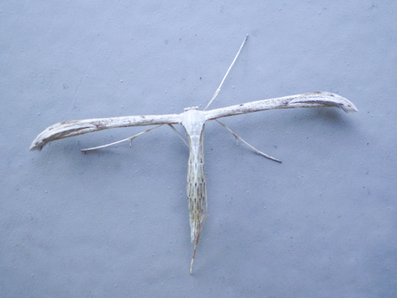 Morning-glory-plume-Emmelina-mondactyla