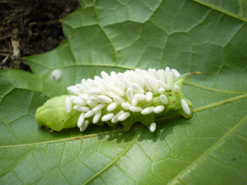 parasitized sphinx moth caterpillar 