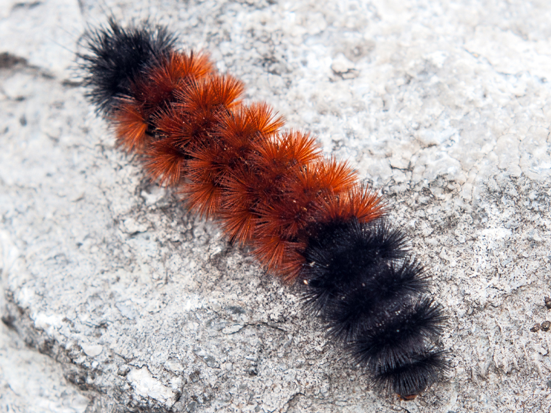Who hasn’t been tempted to touch the woolly bear caterpillar (Pyrrharctia isabella)? Photo by By Micha L. Rieser via Wikimedia Commons.