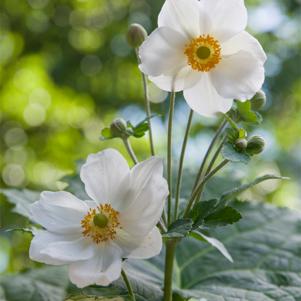 anemone hybrida 'andrea atkinson'
