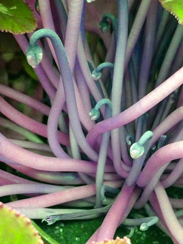 cyclamen flowering