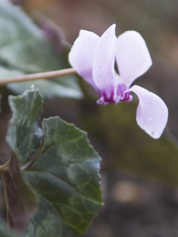 cyclamen hederifolium
