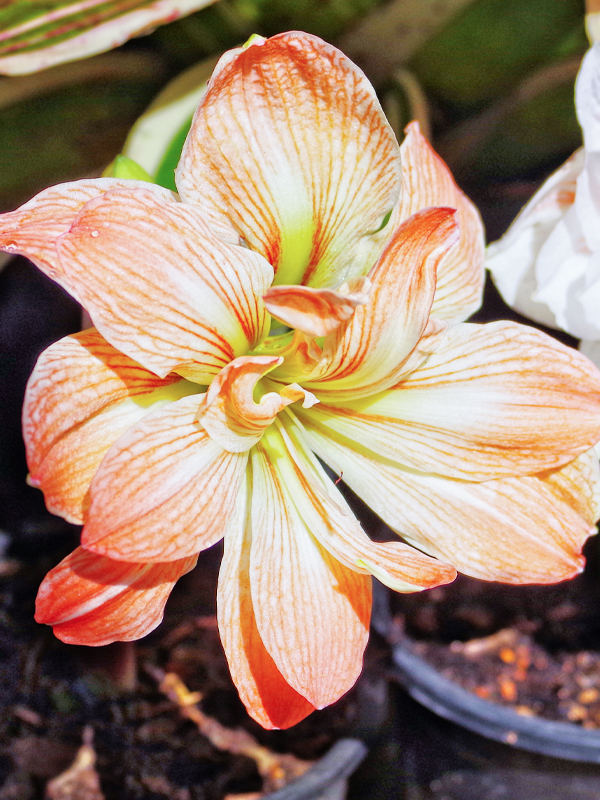 amaryllis sonata-stock