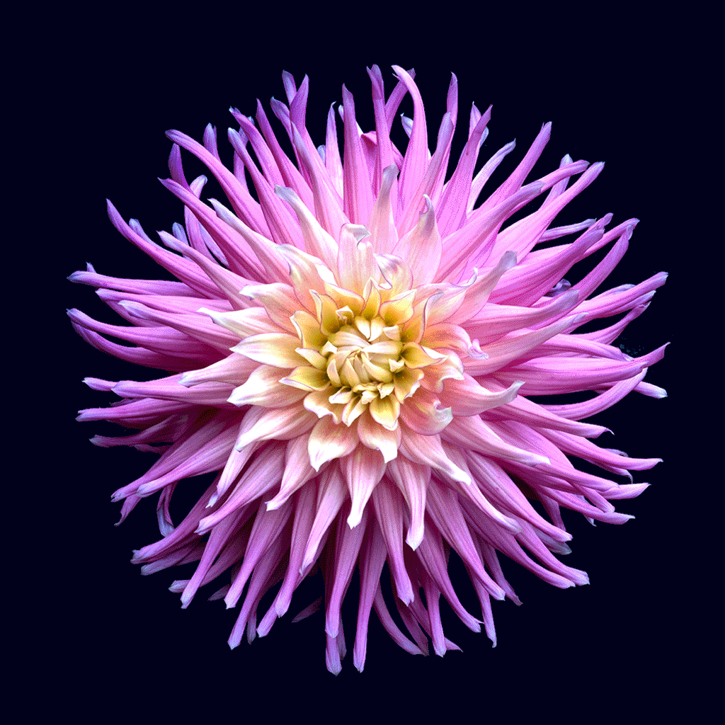 Support the Power of Plants