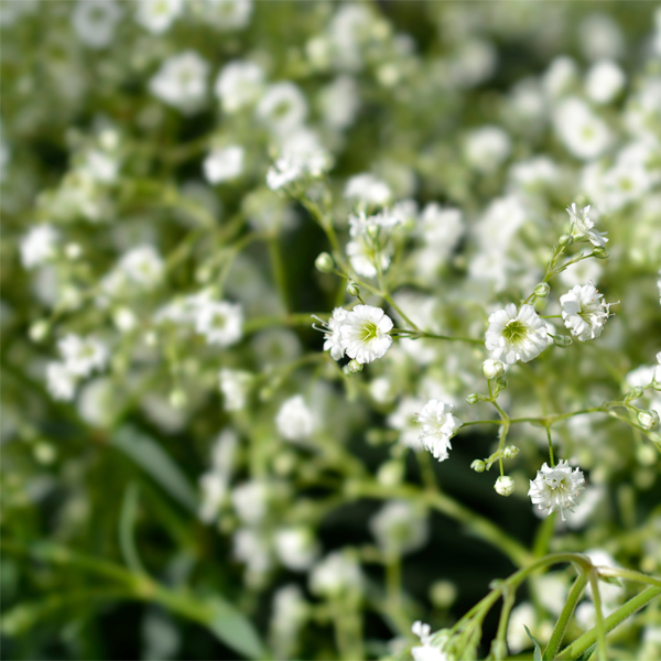 Baby's Breath