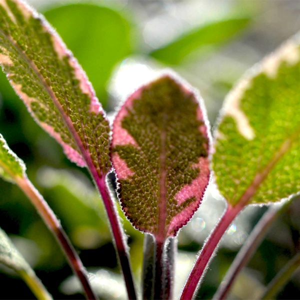 tricolor sage