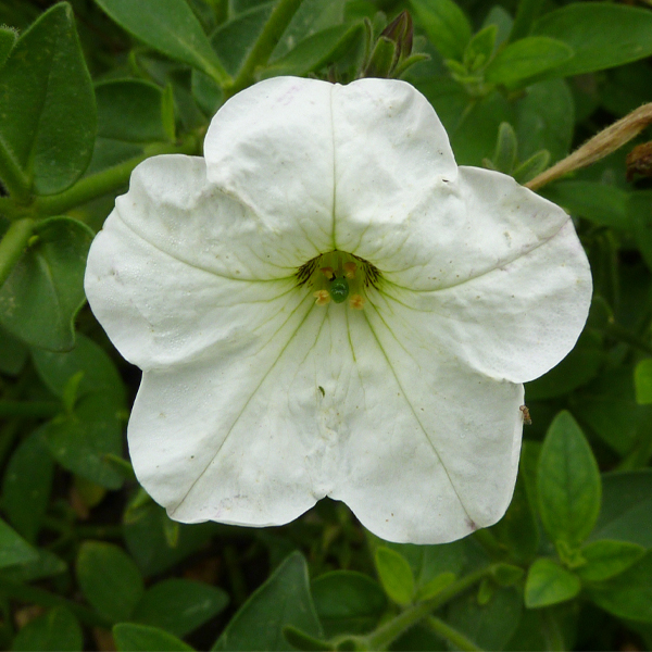 Petunia axillaris 'Rainmaster' Large White Petunia