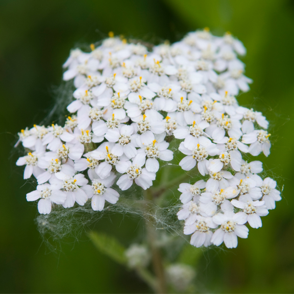 yarrow achillea millefolium 663