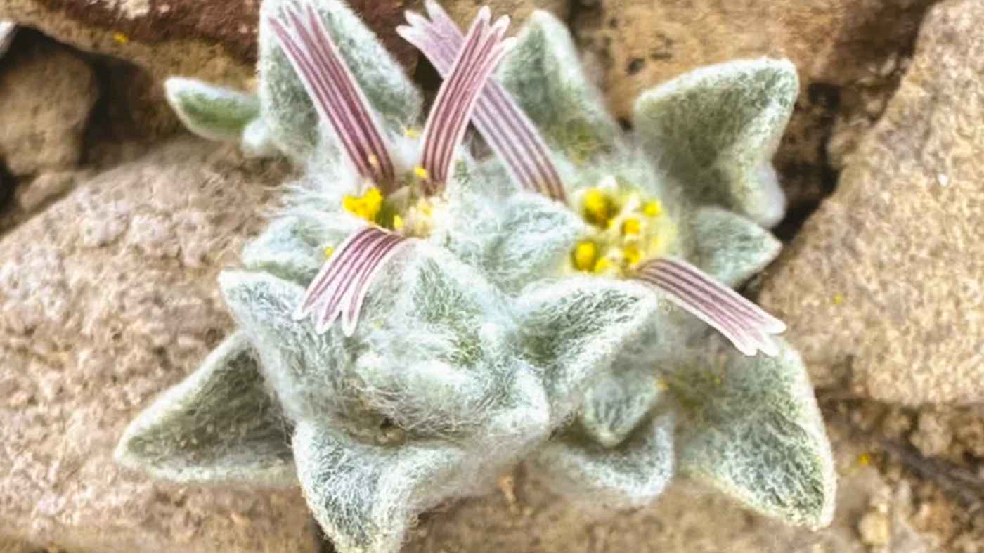 Mammillaria geminispina