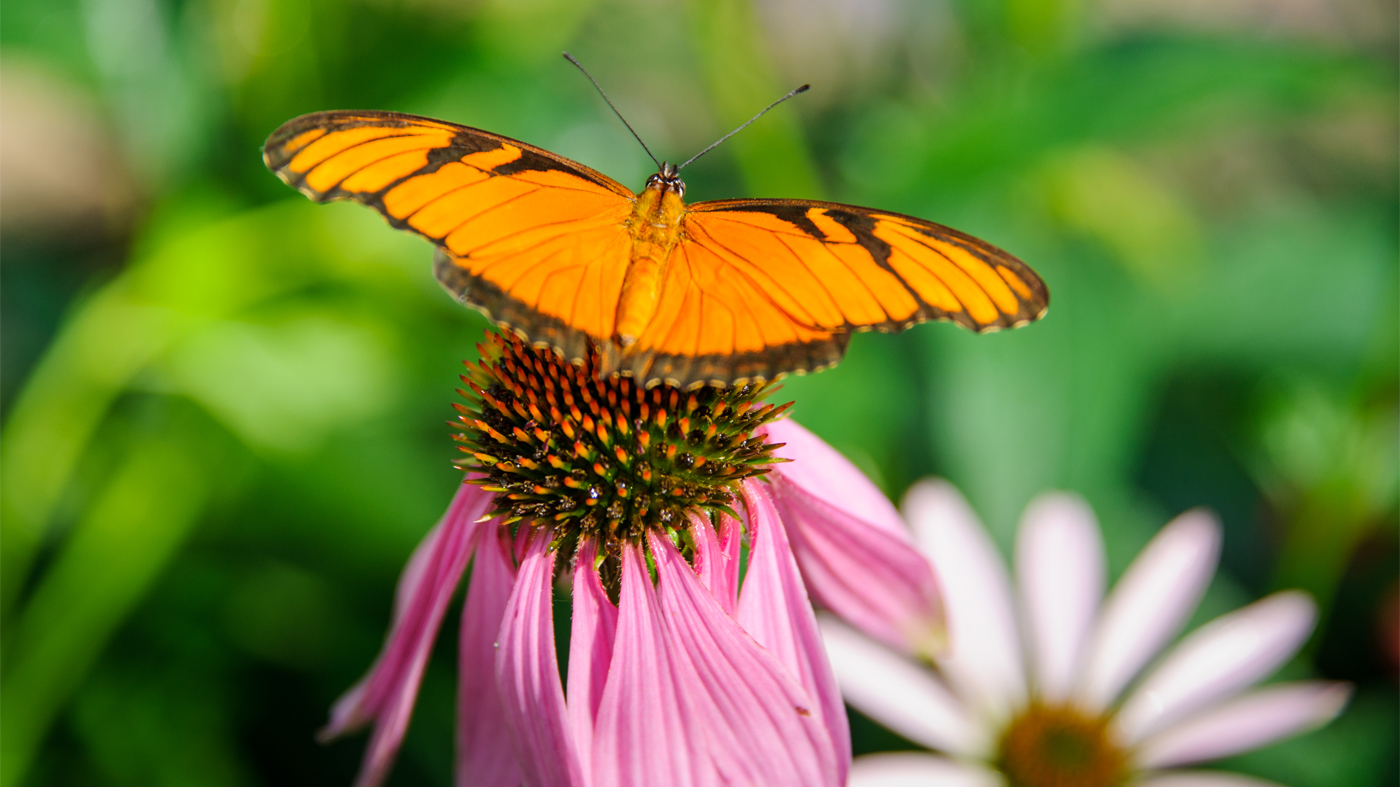 pollinator and a native plant