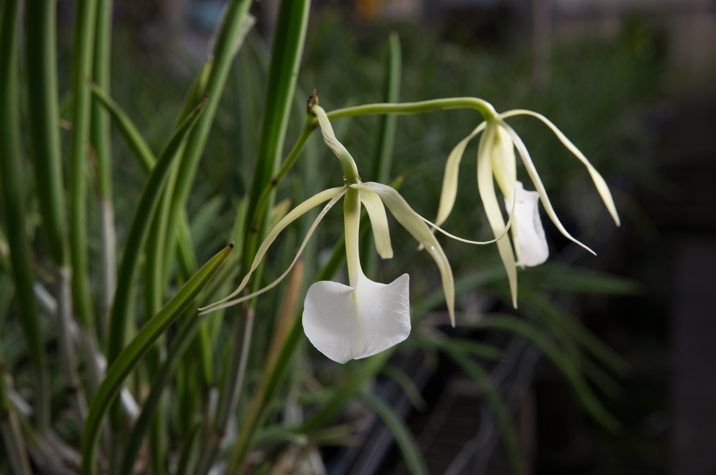 Click to download this image.