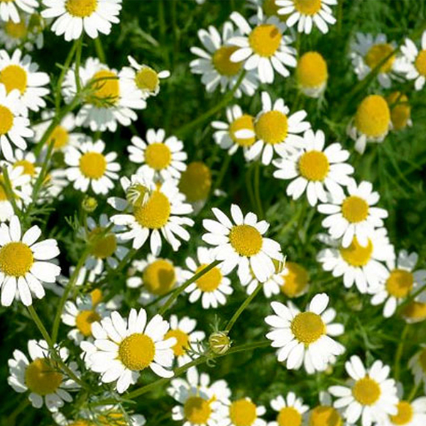 Chamomile