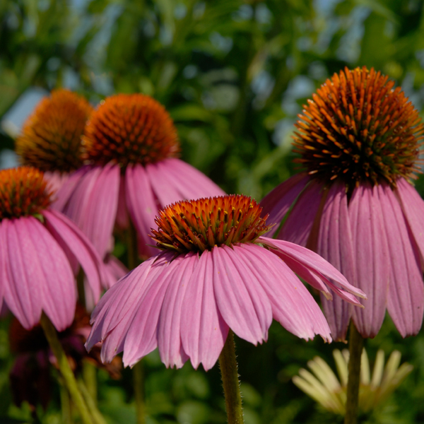 Echinacea