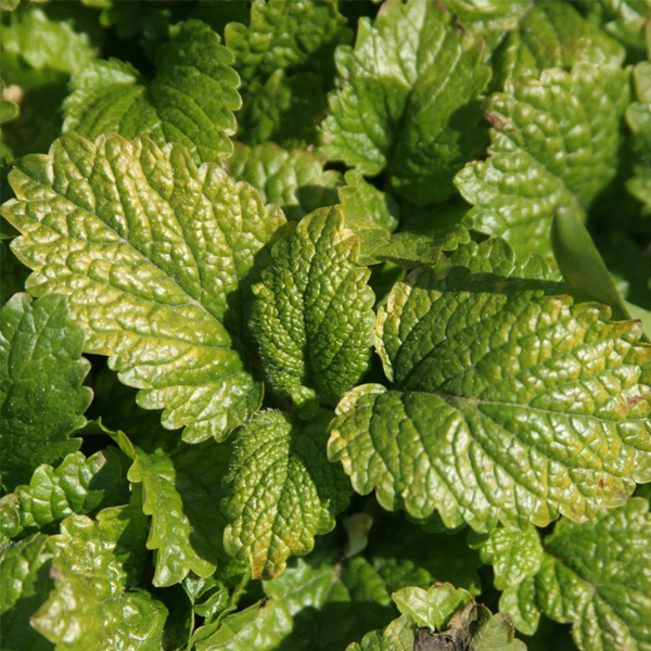 Lemon balm