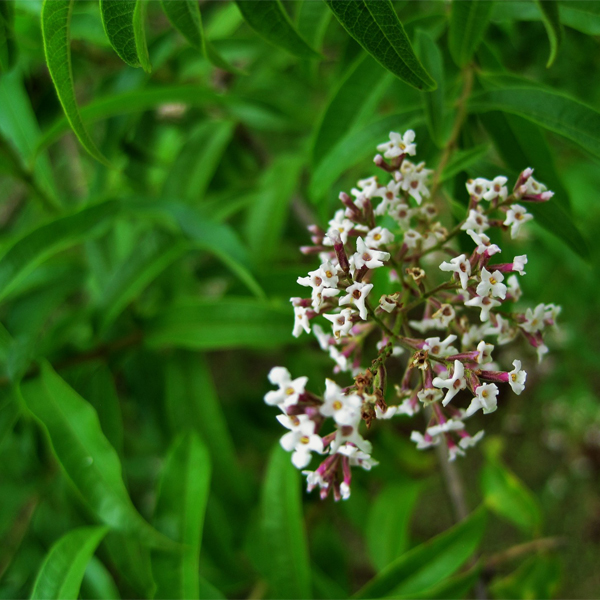 Lemon verbena