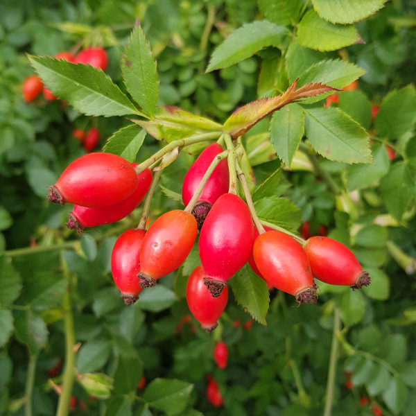 Rose hip