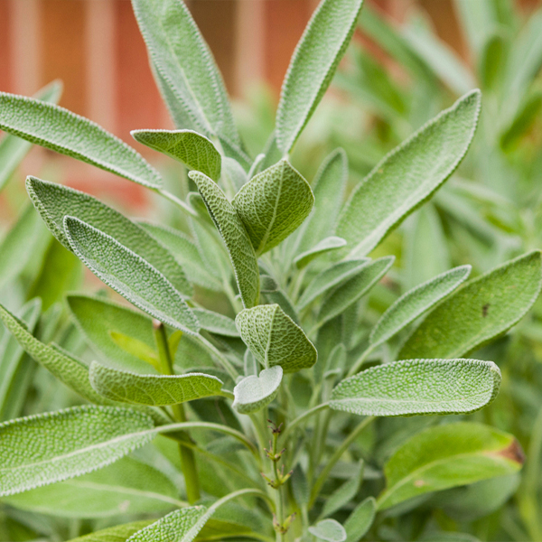Sage