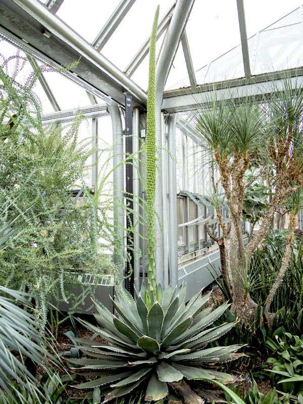 Agave sp. FO-76 on December 1, 2025