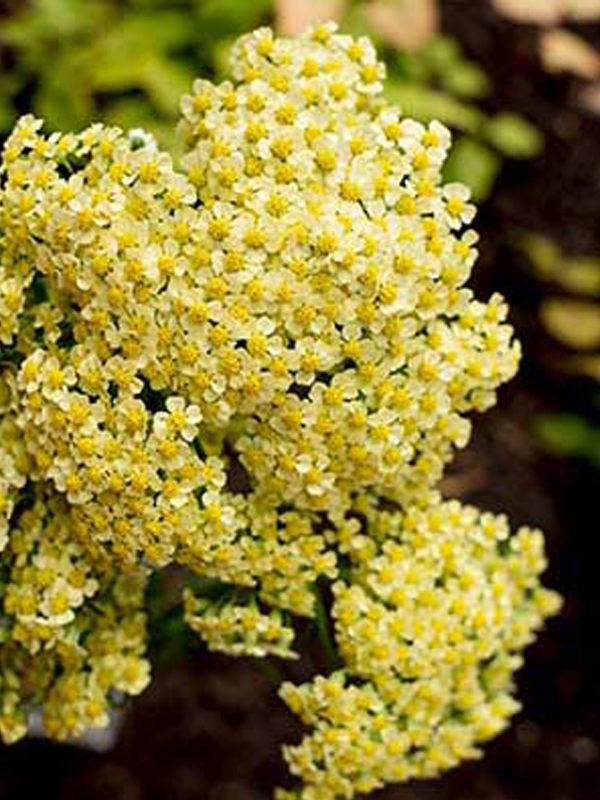 Achillea
