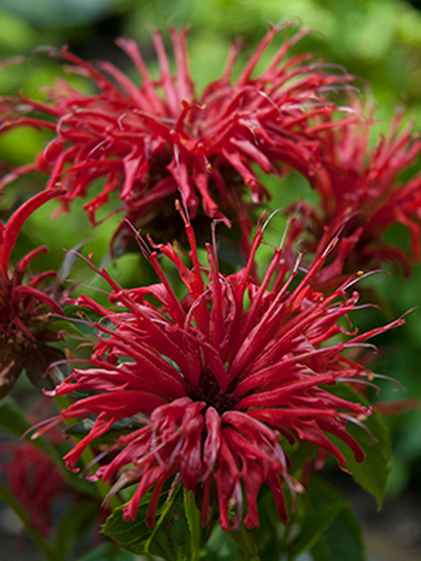 Monarda