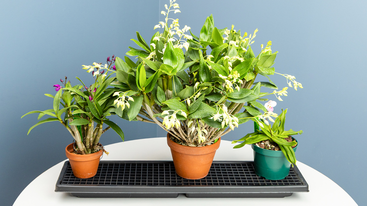 Orchid: Selecting a location